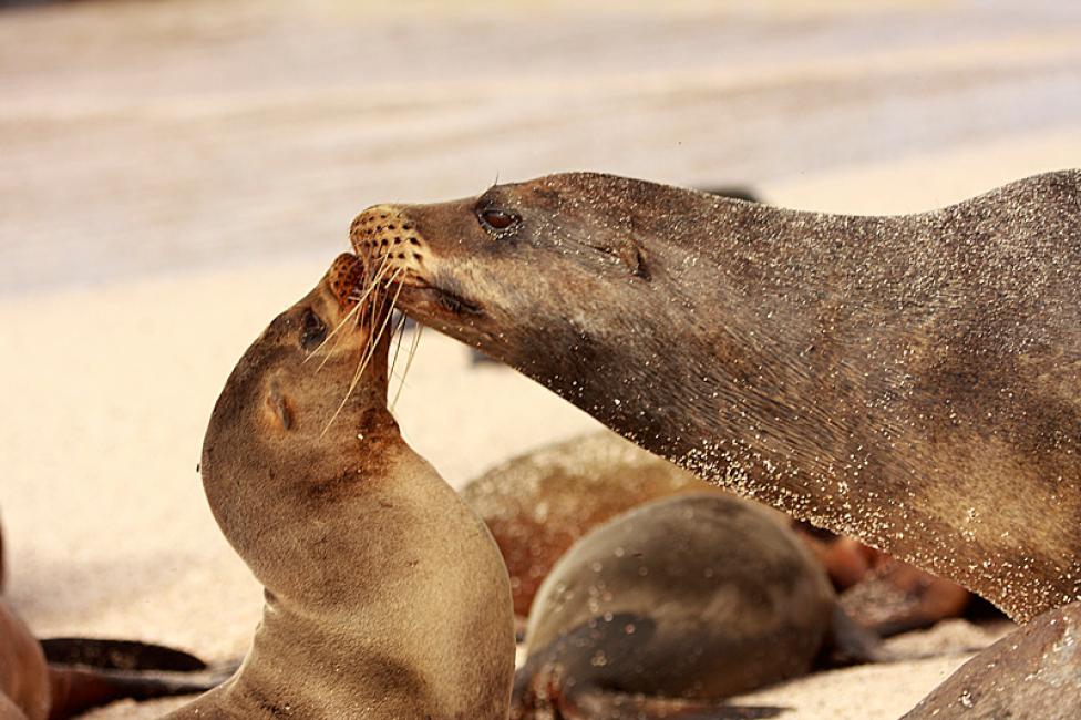 Momentos tiernos III: El beso